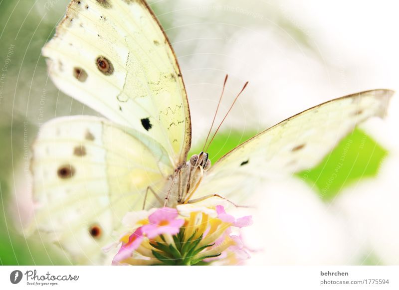 wer die nachtigall stört... Natur Pflanze Tier Sommer Baum Blatt Blüte Garten Park Wiese Wildtier Schmetterling Tiergesicht Flügel 1 beobachten Blühend Duft