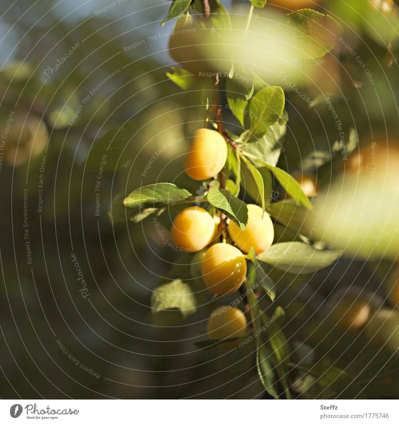 Erntezeit im Obstgarten Mirabellen Pflaumenbaum Obstbaum Früchte gelbe Pflaumen aus eigenem Garten Gartenobst Obsternte Juli August organisch Bio Bioobst