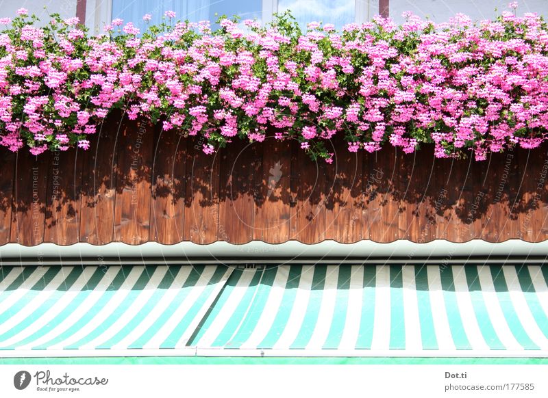 Balkonette Farbfoto mehrfarbig Außenaufnahme Detailaufnahme Menschenleer Textfreiraum Mitte Tag Licht Sonnenlicht Pflanze Blüte Topfpflanze Dorf Haus Gebäude