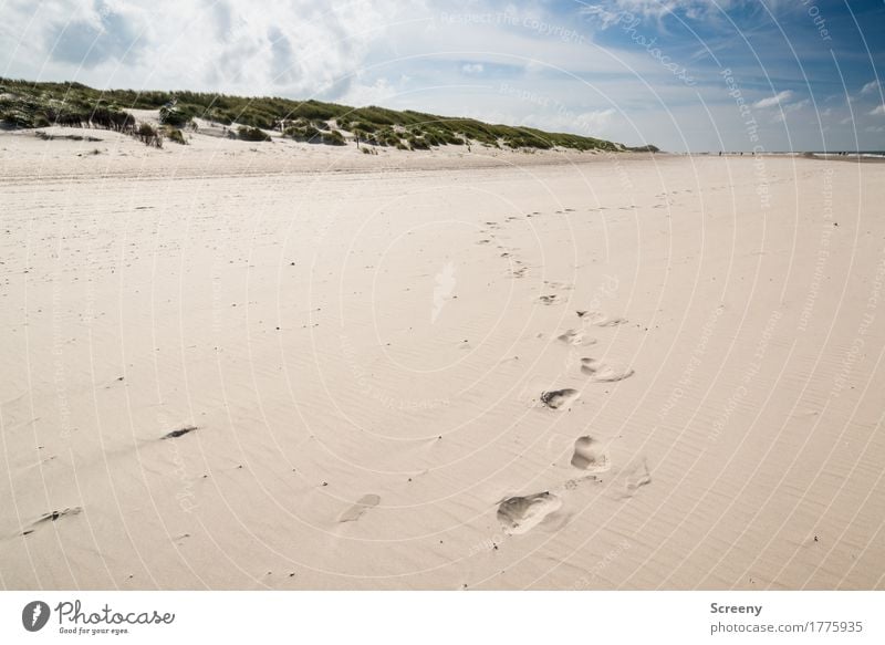 Strandläufer Ferien & Urlaub & Reisen Tourismus Ausflug Abenteuer Ferne Freiheit Sommer Sommerurlaub Sonne Meer Insel wandern Natur Landschaft Sand Himmel