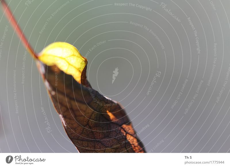 Blatt Natur Pflanze Sommer Herbst leuchten verblüht ästhetisch authentisch einfach elegant natürlich braun gelb grau grün Gelassenheit geduldig ruhig