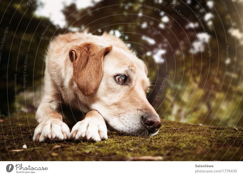 UnEntspannt Haustier Hund 1 Tier Sehnsucht Hundeblick Jagdhund unaufmerksam Ablenkung Langeweile blond Momentaufnahme Farbfoto Außenaufnahme Tag Tierporträt