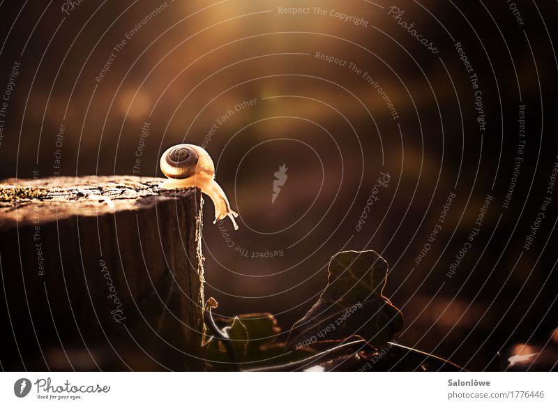 In der Ruhe liegt die Kraft Natur Tier Sonnenlicht Herbst Schnecke 1 Wege & Pfade Barriere langsam herausfordernd Zeitlupe Geschwindigkeit Schlucht Lichtgestalt