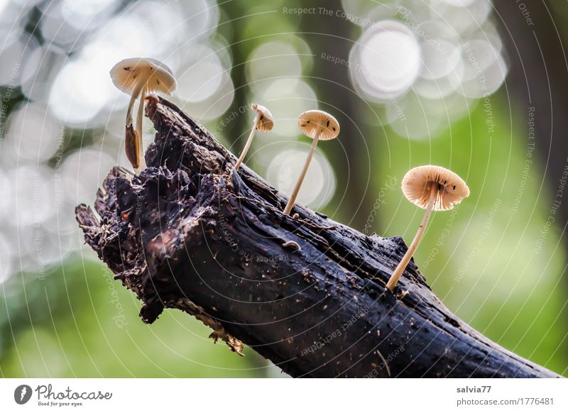 Lichtspiel Natur Pflanze Erde Herbst Wildpflanze Pilz Wald glänzend Wachstum Zusammensein natürlich oben Gesundheitswesen Zufriedenheit Vergänglichkeit