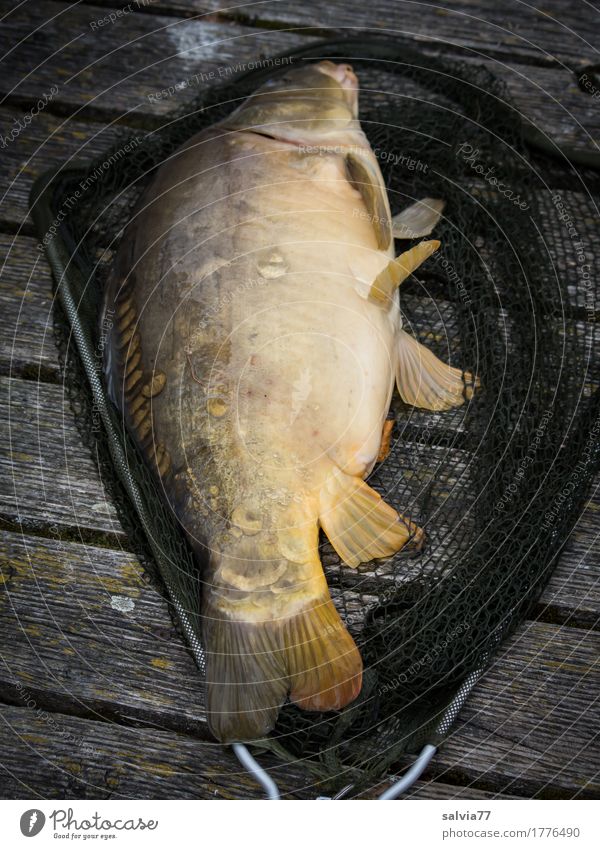 Angler-Glück Gesunde Ernährung Abenteuer Expedition Camping Umwelt Natur Tier See Wildtier Fisch Spiegelkarpfen Karpfen 1 liegen frisch nass schleimig Glätte