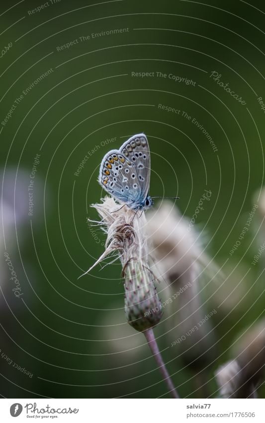 flauschig Natur Sommer Pflanze Blüte Wildpflanze Distelblüte Schmetterling Flügel Insekt Bläulinge 1 Tier klein niedlich oben weich grau grün Leichtigkeit Pause