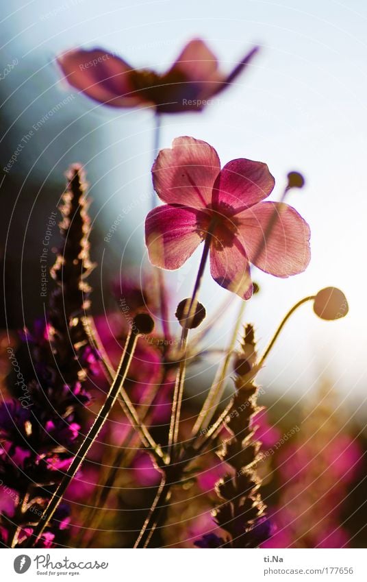 Spätsommer im Garten Farbfoto mehrfarbig Außenaufnahme Menschenleer Abend Licht Schatten Kontrast Silhouette Reflexion & Spiegelung Froschperspektive Umwelt