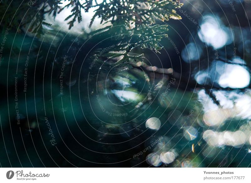 Glitzerbaum Farbfoto Außenaufnahme Abend Dämmerung Licht Lichterscheinung Sonnenlicht Sonnenstrahlen Gegenlicht Umwelt Natur Landschaft Pflanze Baum Grünpflanze