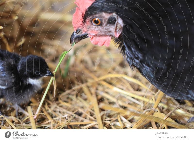 Nächstenliebe / Familienglück Lebensmittel Ernährung Tier Nutztier Vogel Haushuhn Küken 2 Tierjunges Tierfamilie kuschlig Bauernhof Landwirtschaft Stroh