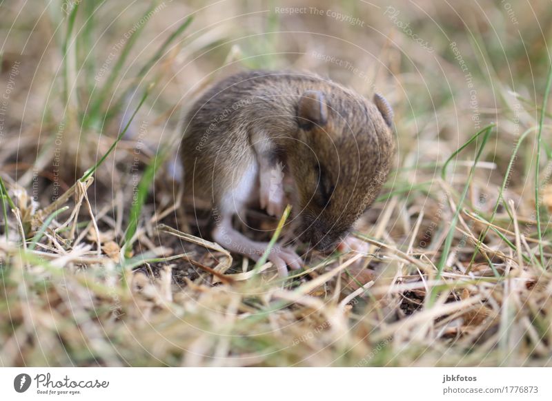 Katzengeschenk [2] Lebensmittel Fleisch Ernährung Umwelt Natur Tier Garten Park Wiese Wildtier Maus 1 Tierjunges Gefühle Lebensfreude Frühlingsgefühle