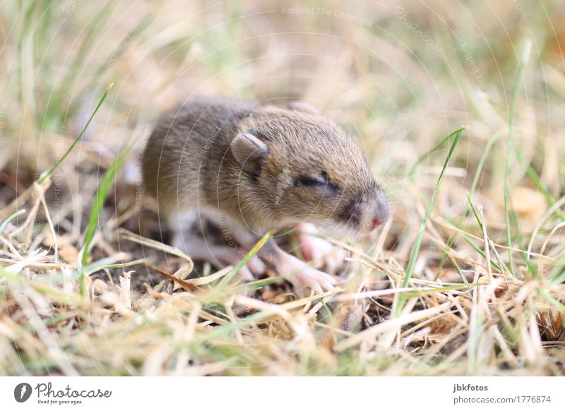 Katzengeschenk Lebensmittel Ernährung Umwelt Natur Tier Wildtier Tiergesicht Fell Maus 1 Tierjunges Nervosität verstört Jagd Dieb Landraubtier Außenaufnahme