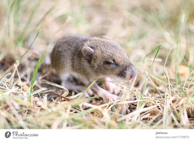 mucksmäuschenkalt Umwelt Natur Tier Wildtier Maus Tierjunges elegant frech frei Freundlichkeit klein niedlich Geschwindigkeit Außenaufnahme Nahaufnahme