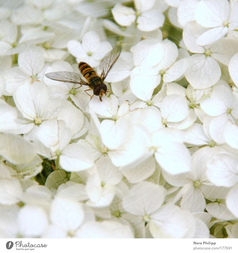 Naschende Schwebefliege Farbfoto Gedeckte Farben Außenaufnahme Tag Schwache Tiefenschärfe Vogelperspektive Umwelt Natur Pflanze Frühling Sommer Blume Sträucher