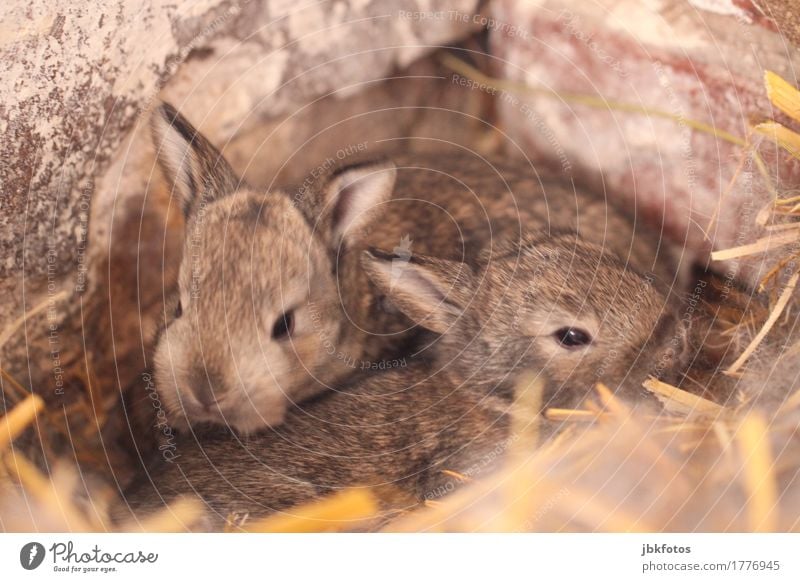 knuddelig Lebensmittel Ernährung Umwelt Natur Tier Haustier Nutztier Wildtier Hase & Kaninchen Zwergkaninchen 2 Tierjunges Gefühle Freude Glück Fröhlichkeit