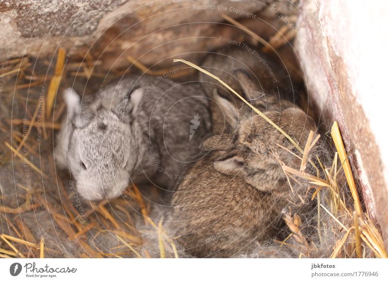 Kuscheln, bitte! Lebensmittel Ernährung Umwelt Natur Tier Tiergesicht Schuppen Hase & Kaninchen Tierjunges kuschlig Wärme Außenaufnahme Detailaufnahme