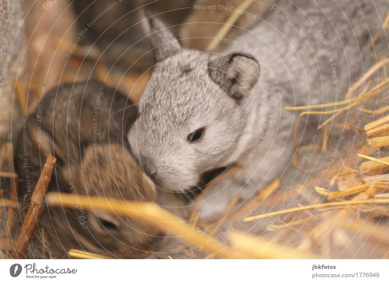 Süß, weich .... und knuddelig Lebensmittel Ernährung Tier Nutztier Wildtier Tiergesicht Fell Krallen Pfote Hase & Kaninchen Hasenpfote Hasenohren 2 Tierjunges