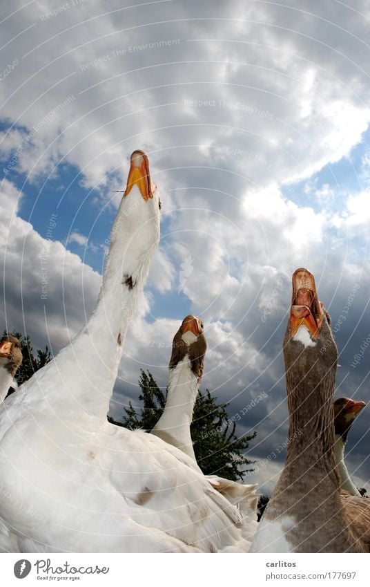 'tschuldigänse, wir sind's schon wieder ... Froschperspektive Gans Gänsebraten Garten Martinstag Landwirtschaft Forstwirtschaft Dorf Nutztier Tiergesicht