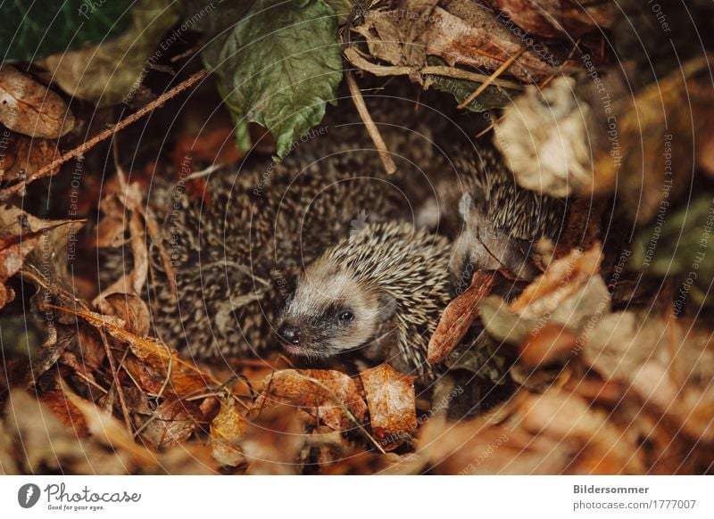 . Natur Tier Herbst Eis Frost Blatt Garten Park Wiese Wildtier Igel 1 4 Tiergruppe Tierjunges beobachten Blick schlafen Wachstum niedlich stachelig braun grau