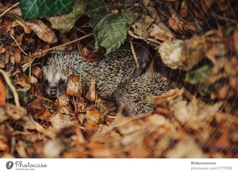 Igel Wurf Natur Tier Herbst Blatt Garten Wiese Wildtier Igelbaby 4 Tiergruppe Tierjunges Tierfamilie Wachstum braun grün Tierschutz Igelwanderung Stachel