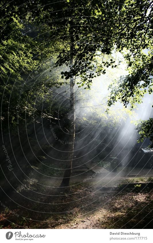 Der Tag bricht an... Farbfoto Außenaufnahme Morgen Morgendämmerung Dämmerung Licht Schatten Kontrast Lichterscheinung Sonnenlicht Sonnenstrahlen Natur Pflanze