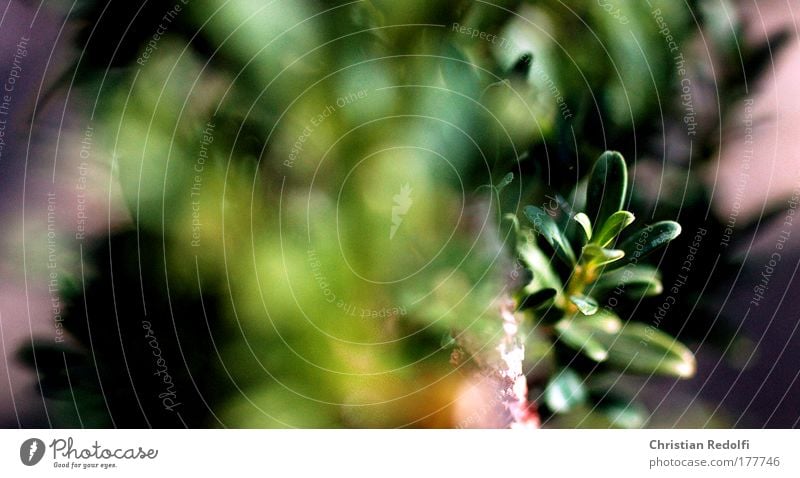 Rosmarin kompact grün garten rosmarin gewürz blätter blatt unscharf gelb pflanze botanik flora leben natur küche kochen kräuter kräutergarten licht