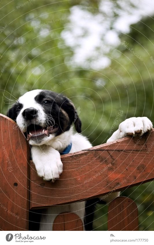 Tierische Zuneigung Natur Schönes Wetter Baum Gartenzaun Holzzaun Hund Tiergesicht Pfote Welpe 1 beobachten Bewegung Blick springen stehen toben warten