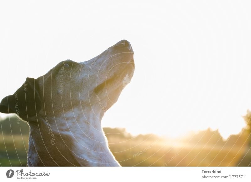 Hund im Gegenlicht Sonnenlicht Hundekopf Tier Außenaufnahme Haustier 1 Farbfoto Tierporträt Hundeschnauze Fell gehorsam Textfreiraum oben Podenco Schnauze