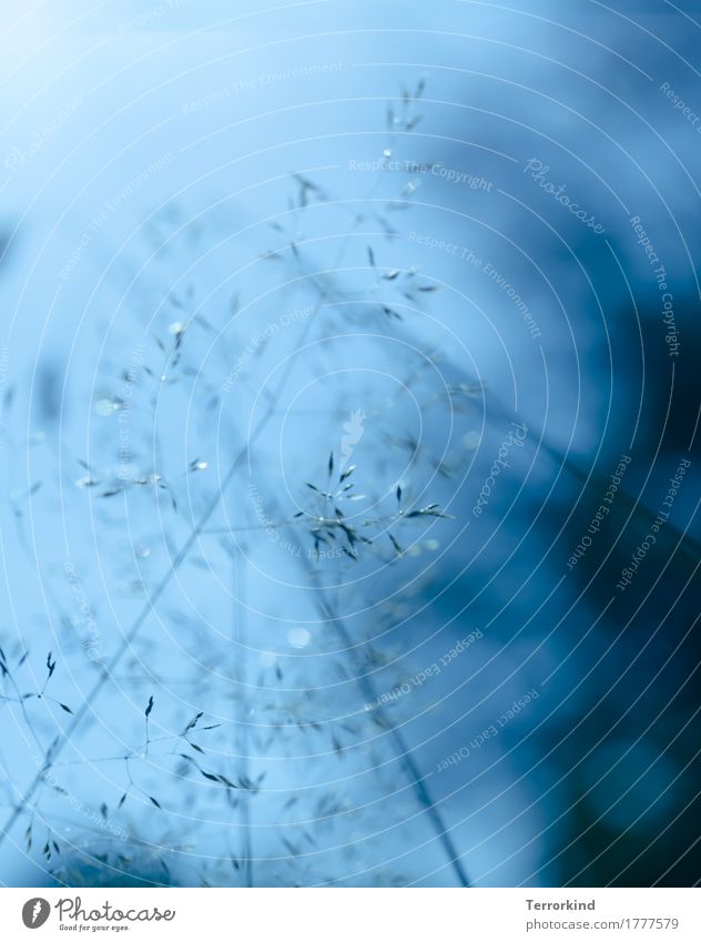 Gräser vor blauem Hintergrund Natur Pflanze Gras Wiese Licht Farbfoto Wildpflanze Nahaufnahme Umwelt natürlich Schwache Tiefenschärfe Tiefenunschärfe filigran