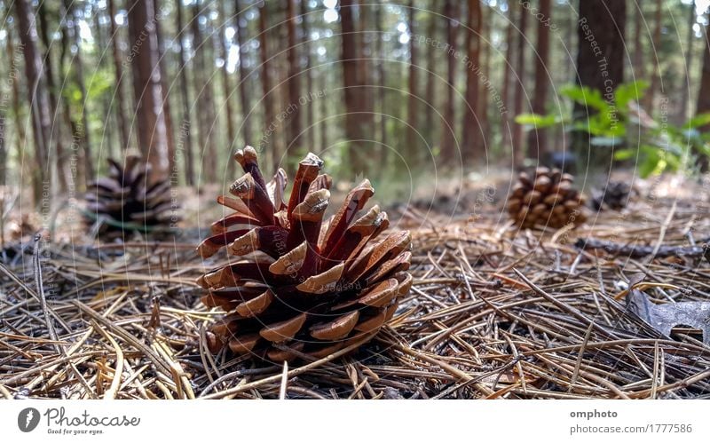 Mehrere Kiefernzapfen fielen an einem sonnigen Tag im Wald auf den Boden. Natur Pflanze Baum natürlich braun Zapfen gefallen Jahreszeiten Konifere Nahaufnahme