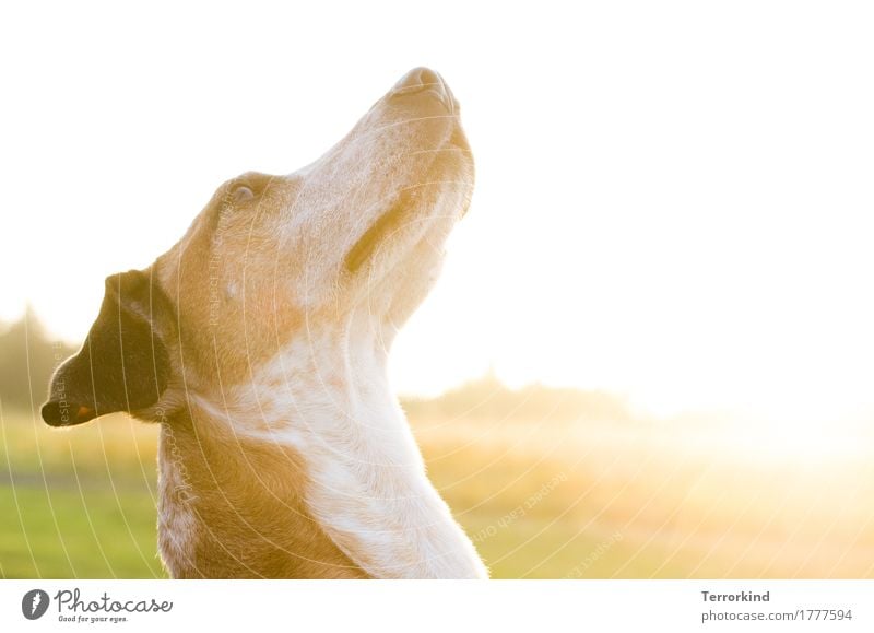 Gegenlichtmiezenjäger Tier Haustier Hund 1 beobachten Kommunizieren Blick sitzen warten ästhetisch elegant Neugier niedlich schön weich braun gelb gold grün