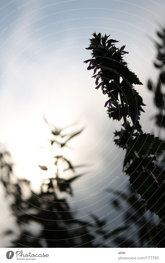 [UN]KRAUT Nahaufnahme Detailaufnahme Makroaufnahme Tag Licht Silhouette Sonnenlicht Gegenlicht Schwache Tiefenschärfe Froschperspektive Bioprodukte Sinnesorgane