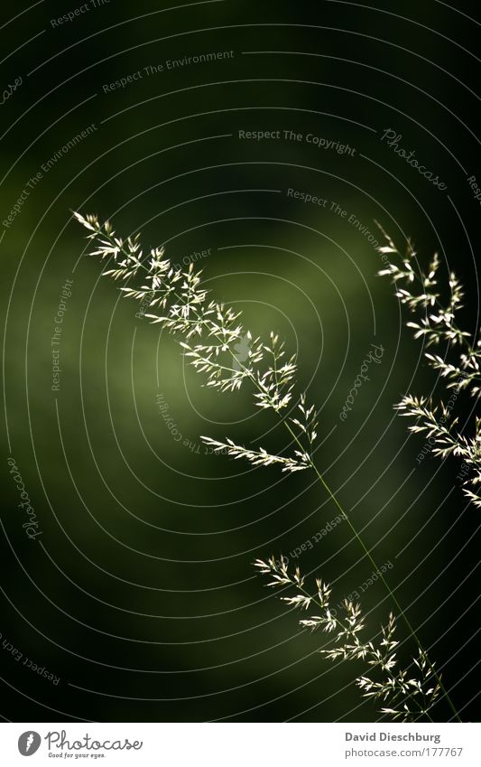 Filigran Farbfoto Außenaufnahme Detailaufnahme Tag Licht Kontrast Umwelt Natur Pflanze Frühling Sommer Gras Grünpflanze Wildpflanze grün Stengel Halm Wachstum