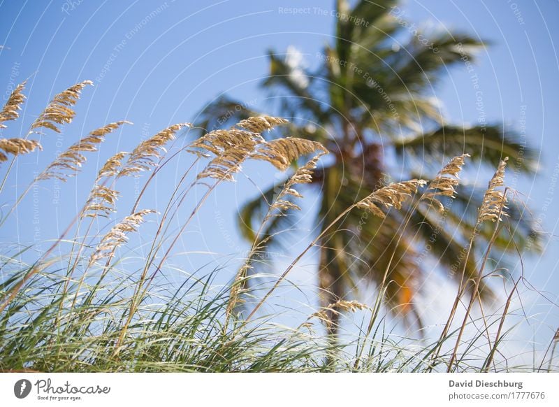 Miami Beach Ferien & Urlaub & Reisen Tourismus Ferne Sommer Sommerurlaub Sonnenbad Strand Meer Insel Wellen Natur Landschaft Wolkenloser Himmel Schönes Wetter