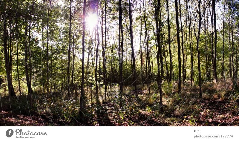 Waldspaziergang Farbfoto Außenaufnahme Menschenleer Tag Sonnenlicht Sonnenstrahlen Gegenlicht Weitwinkel Sommer Umwelt Natur Schönes Wetter Baum gehen genießen