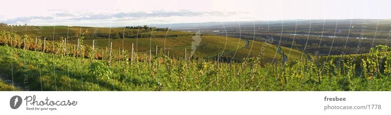 herbst grün Wein Herbst Abendsonne pano Landschaft Spaziergang Sonne