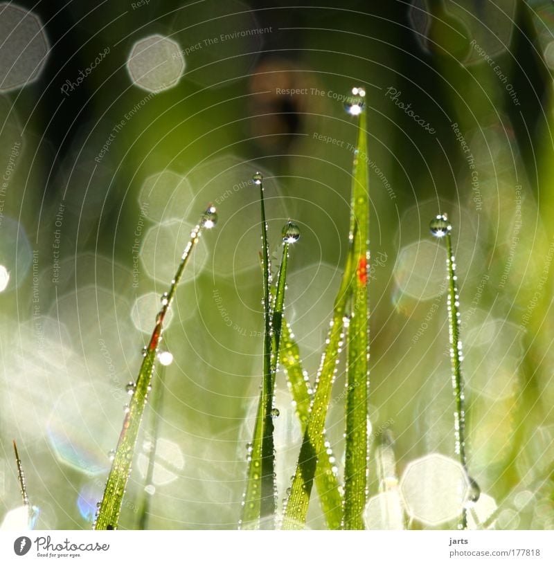 licht Farbfoto Außenaufnahme Nahaufnahme Detailaufnahme Menschenleer Morgen Licht Reflexion & Spiegelung Sonnenlicht Starke Tiefenschärfe Froschperspektive