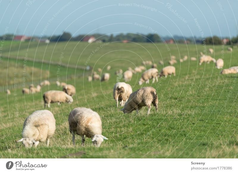 Rasenmähen in Norddeutschland Natur Landschaft Pflanze Tier Himmel Wolkenloser Himmel Sommer Schönes Wetter Gras Küste Nordsee Deich Nutztier Schafherde