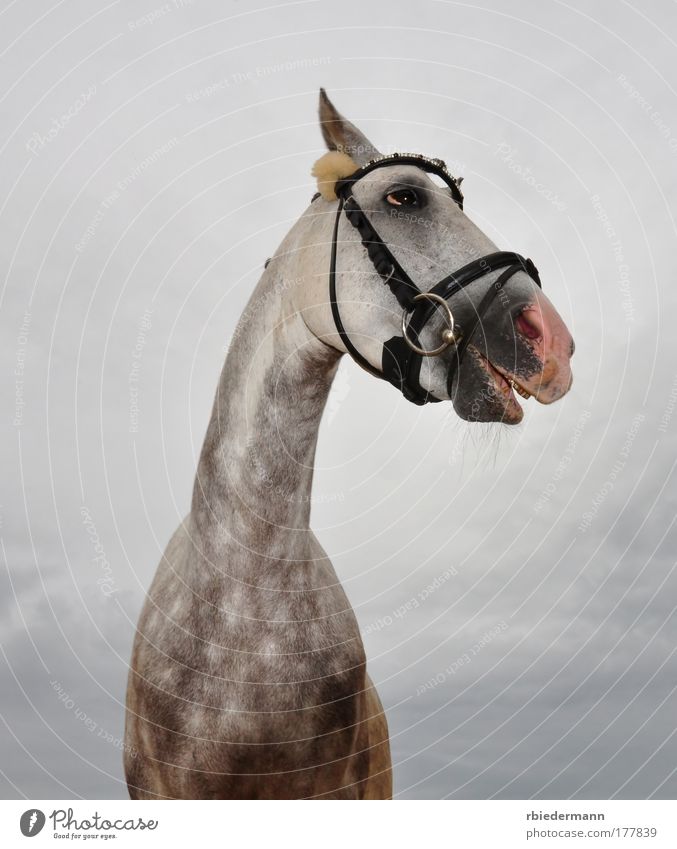 Lustiges Pferd Farbfoto Außenaufnahme Menschenleer Hintergrund neutral Abend Blitzlichtaufnahme Froschperspektive Tierporträt Blick nach oben Schielen Nutztier