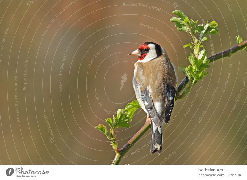 Stieglitz - Vogel des Jahres 2016 Tier beobachten sitzen braun rot schwarz weiß Distelfink Fink Carduelis carduelis Maske gelbe Flügelbinde Farbfoto mehrfarbig