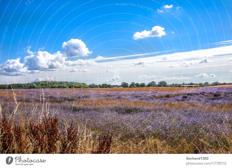 Rapsfeld mit Kornblumen im Spätsommer an der Schlei Ferien & Urlaub & Reisen Tourismus Ausflug Fahrradtour wandern Landschaft Pflanze Feld Blühend Natur Umwelt