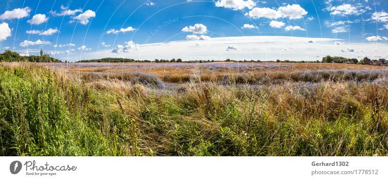 Rapsfeld mit Kornblumen im Spätsommer bei Schleswig Freizeit & Hobby Angeln Ferien & Urlaub & Reisen Tourismus Ausflug Sommer Natur Landschaft Nutzpflanze Wiese