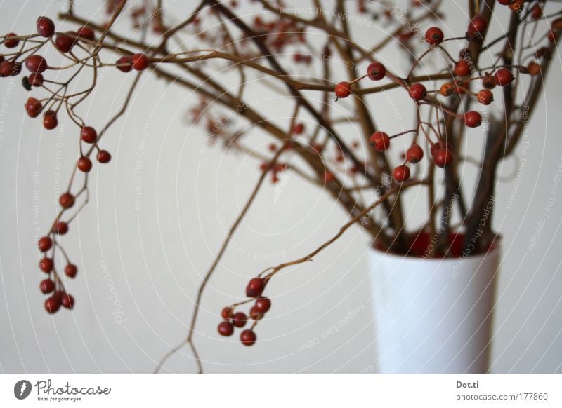 Hiffenzweig Farbfoto Gedeckte Farben Innenaufnahme Nahaufnahme Menschenleer Häusliches Leben Dekoration & Verzierung Stimmung Zweige u. Äste Beeren Frucht rot