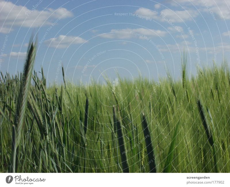 Feld Farbfoto Nahaufnahme Menschenleer Textfreiraum oben Textfreiraum unten Tag Licht Schatten Sonnenlicht Schwache Tiefenschärfe Panorama (Aussicht) Umwelt