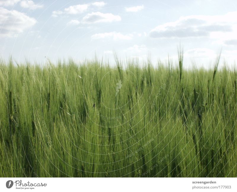 Feld Farbfoto Menschenleer Textfreiraum oben Textfreiraum unten Tag Licht Schatten Schwache Tiefenschärfe Totale Natur Landschaft Sommer Pflanze Grünpflanze