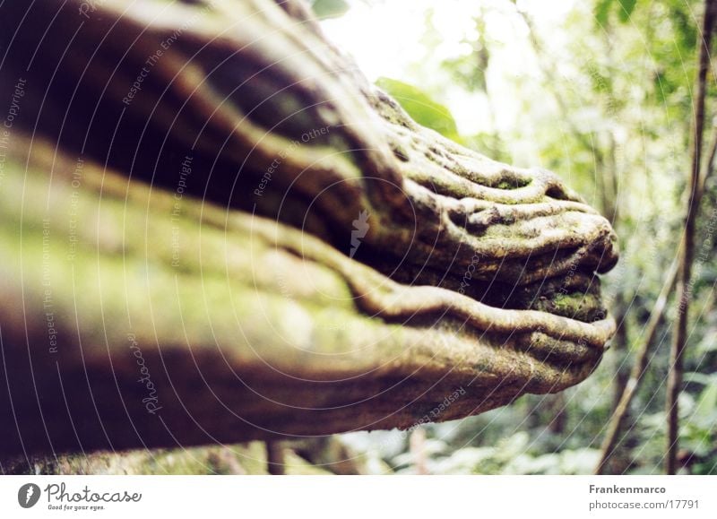 walddrachenmaul Wald Echsen Holz Liane bizarr Wurzel Drache Maul