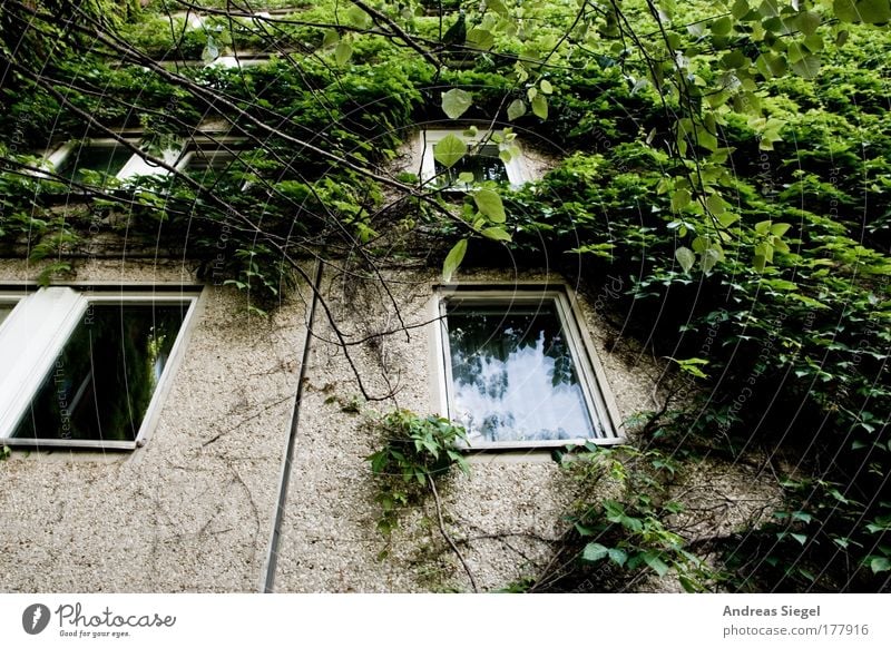 Wohnen im Grünen Farbfoto Gedeckte Farben Außenaufnahme Menschenleer Tag Natur Pflanze Baum Grünpflanze Dresden Gorbitz Haus Gebäude Architektur Plattenbau