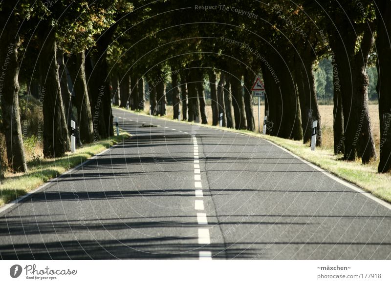 Landstrasse Farbfoto Gedeckte Farben Außenaufnahme Menschenleer Tag Dämmerung Licht Schatten Zentralperspektive Umwelt Natur Sonne Sommer Schönes Wetter Baum