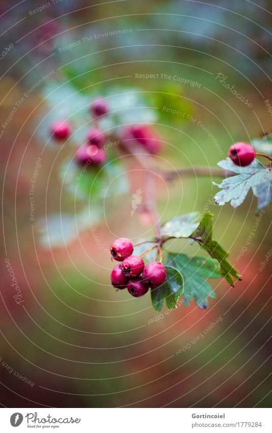 Weißdorn Umwelt Natur Pflanze Herbst Baum Blatt Wald rot reif Weissdorn Beeren Beerensträucher herbstlich Farbfoto Außenaufnahme Menschenleer Textfreiraum unten