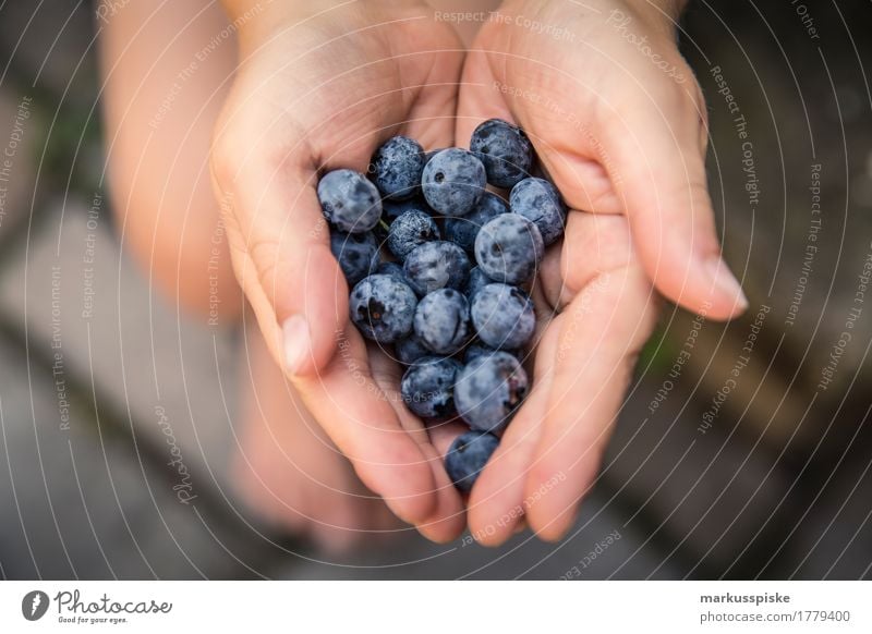 frische bio blaubeeren ernte Lebensmittel Frucht Blaubeeren ansammeln Ernte Ernährung Essen Bioprodukte Vegetarische Ernährung Diät Fasten Slowfood Fingerfood