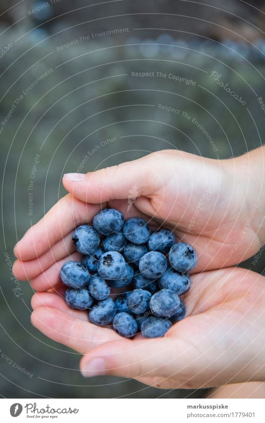 frische blaubeeren ernte Lebensmittel Frucht Beeren Beerensträucher Beerenfruchtstand Blaubeeren Sammlung pflücken Ernte Ernährung Essen Picknick Bioprodukte